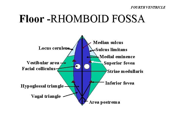 FOURTH VENTRICLE Floor -RHOMBOID FOSSA Locus ceruleus Vestibular area Facial colliculus Hypoglossal triangle Median FOURTH VENTRICLE Floor -RHOMBOID FOSSA Locus ceruleus Vestibular area Facial colliculus Hypoglossal triangle Median