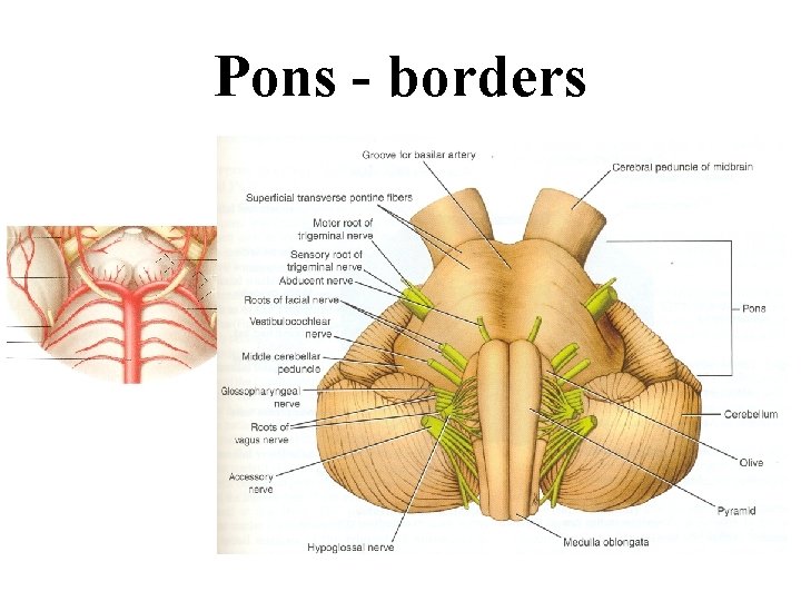 Pons - borders Pons - borders