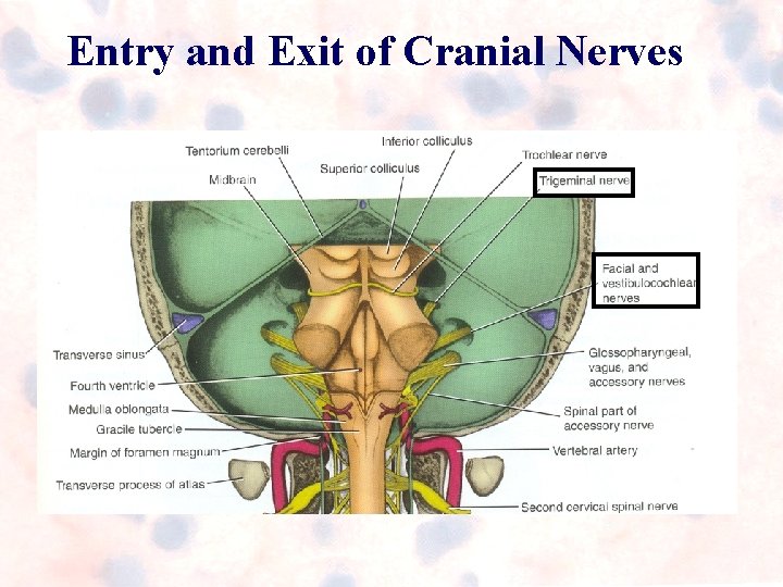 Entry and Exit of Cranial Nerves Entry and Exit of Cranial Nerves