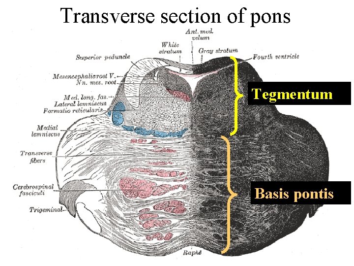 Transverse section of pons Tegmentum Basis pontis Transverse section of pons Tegmentum Basis pontis
