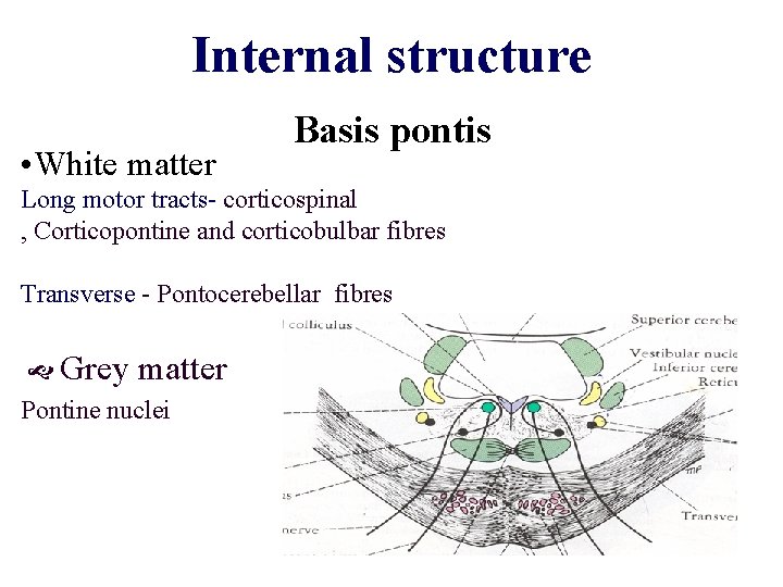 Internal structure • White matter Basis pontis Long motor tracts- corticospinal , Corticopontine and Internal structure • White matter Basis pontis Long motor tracts- corticospinal , Corticopontine and