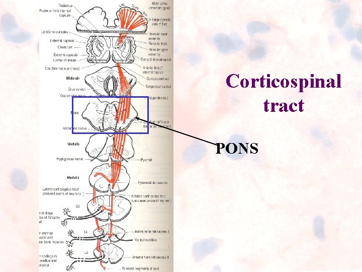 Corticospinal tract PONS Corticospinal tract PONS