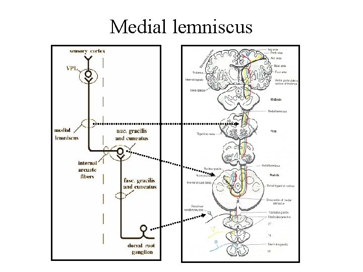 Medial lemniscus Medial lemniscus