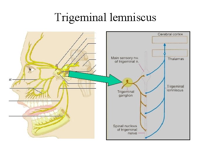 Trigeminal lemniscus Trigeminal lemniscus