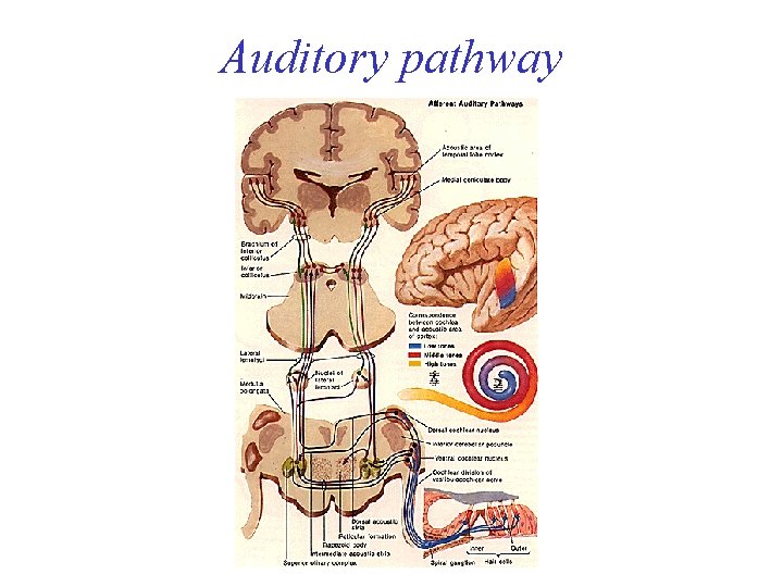 Auditory pathway Auditory pathway