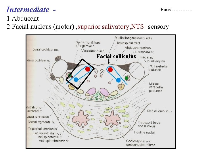 Intermediate - Pons ………… 1. Abducent 2. Facial nucleus (motor) , superior salivatory, NTS Intermediate - Pons ………… 1. Abducent 2. Facial nucleus (motor) , superior salivatory, NTS