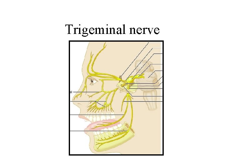 Trigeminal nerve Trigeminal nerve