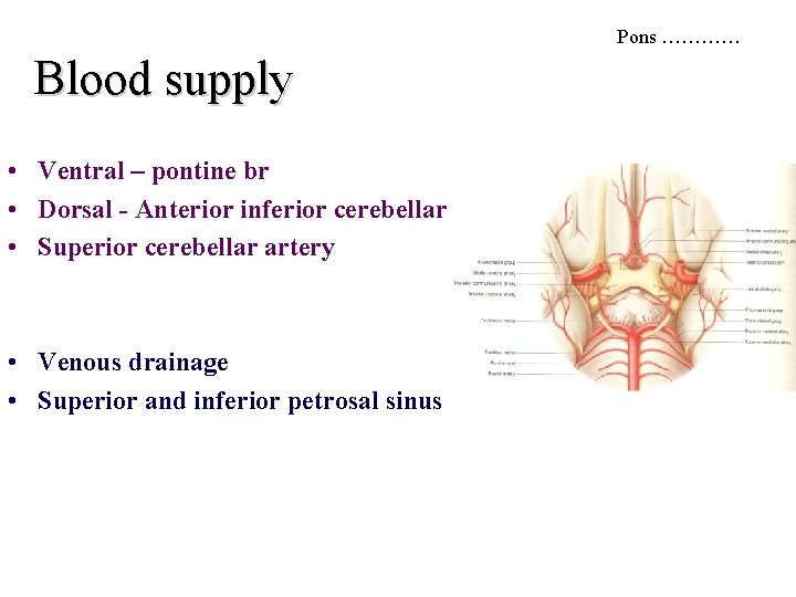 Pons ………… Blood supply • Ventral – pontine br • Dorsal - Anterior inferior Pons ………… Blood supply • Ventral – pontine br • Dorsal - Anterior inferior