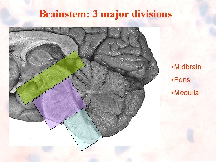 Brainstem: 3 major divisions • Midbrain • Pons • Medulla Brainstem: 3 major divisions • Midbrain • Pons • Medulla