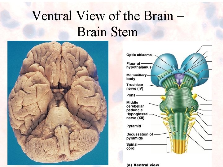 Ventral View of the Brain – Brain Stem Ventral View of the Brain – Brain Stem