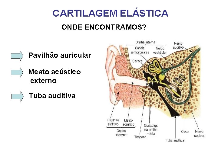 CARTILAGEM ELÁSTICA ONDE ENCONTRAMOS? Pavilhão auricular Meato acústico externo Tuba auditiva CARTILAGEM ELÁSTICA ONDE ENCONTRAMOS? Pavilhão auricular Meato acústico externo Tuba auditiva