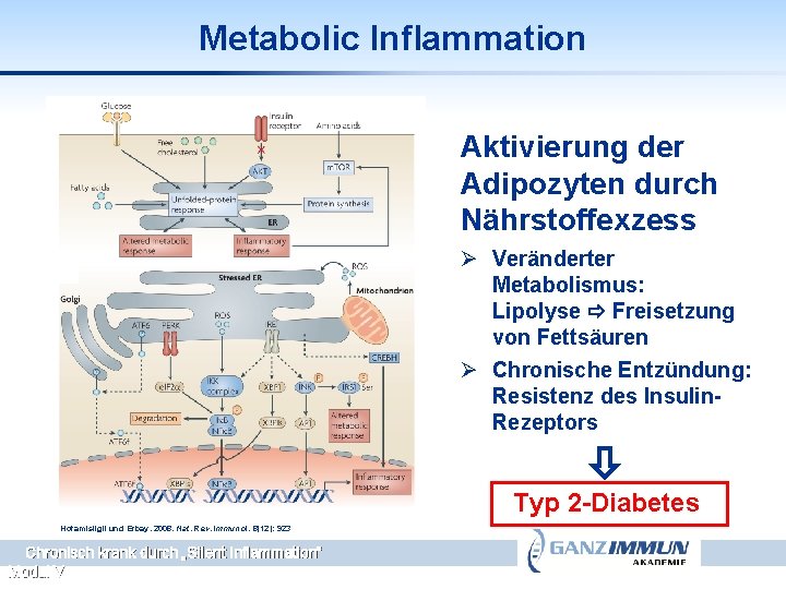 Metabolic Inflammation Aktivierung der Adipozyten durch Nährstoffexzess Ø Veränderter Metabolismus: Lipolyse Freisetzung von Fettsäuren
