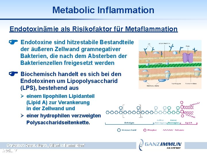 Metabolic Inflammation Endotoxinämie als Risikofaktor für Metaflammation Endotoxine sind hitzestabile Bestandteile der äußeren Zellwand