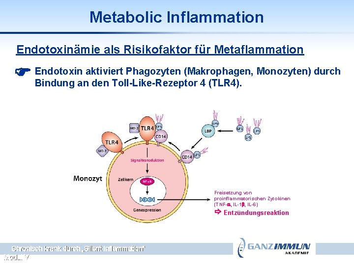 Metabolic Inflammation Endotoxinämie als Risikofaktor für Metaflammation Endotoxin aktiviert Phagozyten (Makrophagen, Monozyten) durch Bindung