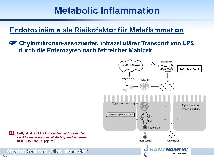 Metabolic Inflammation Endotoxinämie als Risikofaktor für Metaflammation Chylomikronen-assoziierter, intrazellulärer Transport von LPS durch die