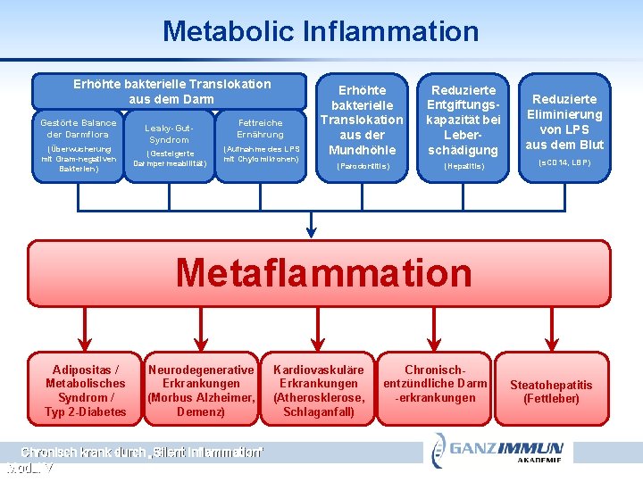 Metabolic Inflammation Erhöhte bakterielle Translokation Erhöhte aus dem Darm bakterielle Gestörte Balance der Darmflora