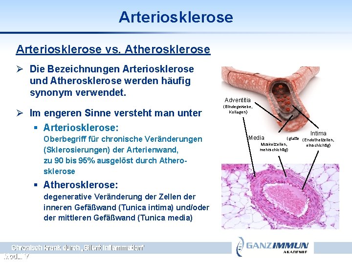 Arteriosklerose vs. Atherosklerose Ø Die Bezeichnungen Arteriosklerose und Atherosklerose werden häufig synonym verwendet. Ø