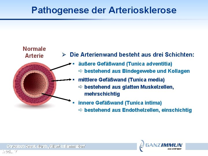 Pathogenese der Arteriosklerose Normale Arterie Ø Die Arterienwand besteht aus drei Schichten: § äußere