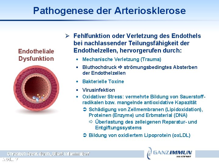 Pathogenese der Arteriosklerose Endotheliale Dysfunktion Ø Fehlfunktion oder Verletzung des Endothels bei nachlassender Teilungsfähigkeit