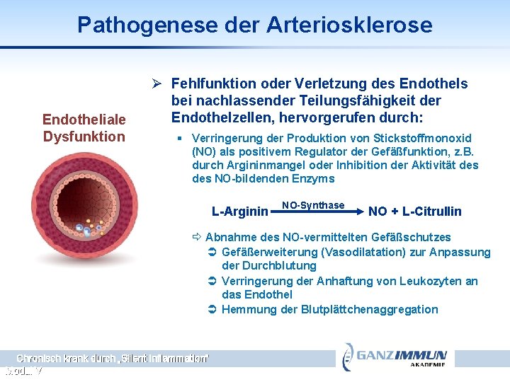 Pathogenese der Arteriosklerose Endotheliale Dysfunktion Ø Fehlfunktion oder Verletzung des Endothels bei nachlassender Teilungsfähigkeit