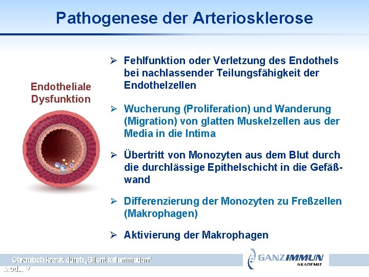 Pathogenese der Arteriosklerose Endotheliale Dysfunktion Ø Fehlfunktion oder Verletzung des Endothels bei nachlassender Teilungsfähigkeit