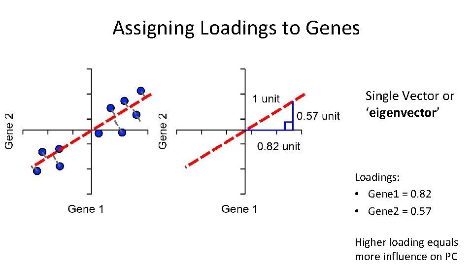 Assigning Loadings to Genes Single Vector or ‘eigenvector’ Loadings: • Gene 1 = 0. Assigning Loadings to Genes Single Vector or ‘eigenvector’ Loadings: • Gene 1 = 0.