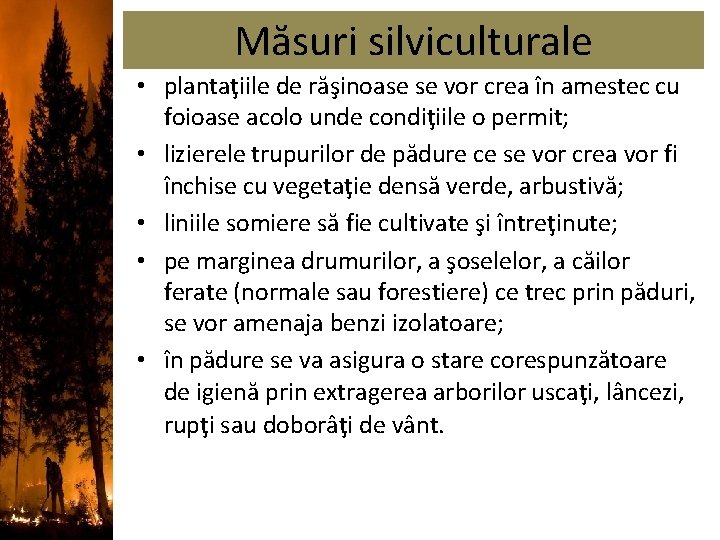 Măsuri silviculturale • plantaţiile de răşinoase se vor crea în amestec cu foioase acolo