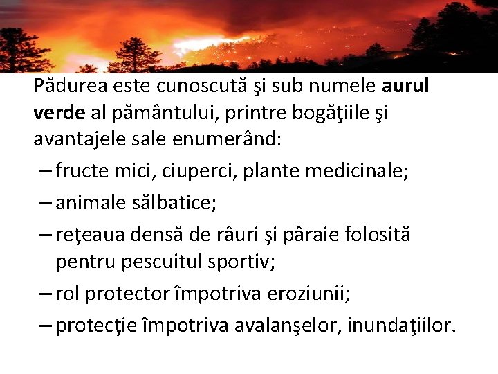 Pădurea este cunoscută şi sub numele aurul verde al pământului, printre bogăţiile şi avantajele