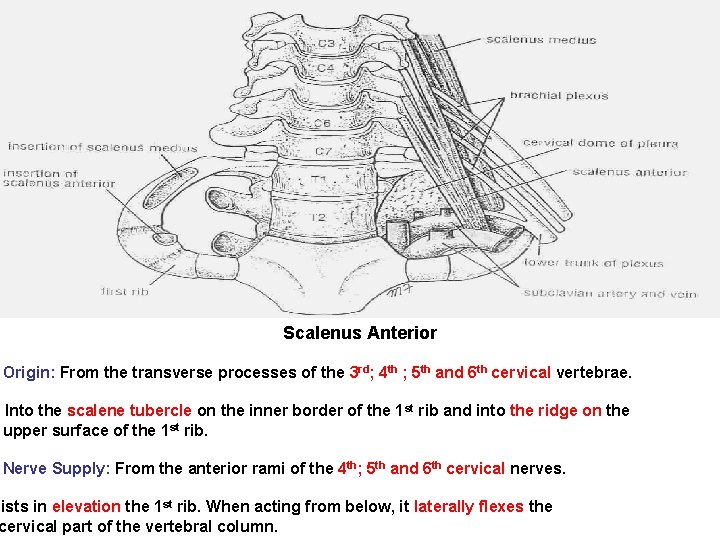 Scalenus Anterior Origin: From the transverse processes of the 3 rd; 4 th ; Scalenus Anterior Origin: From the transverse processes of the 3 rd; 4 th ;