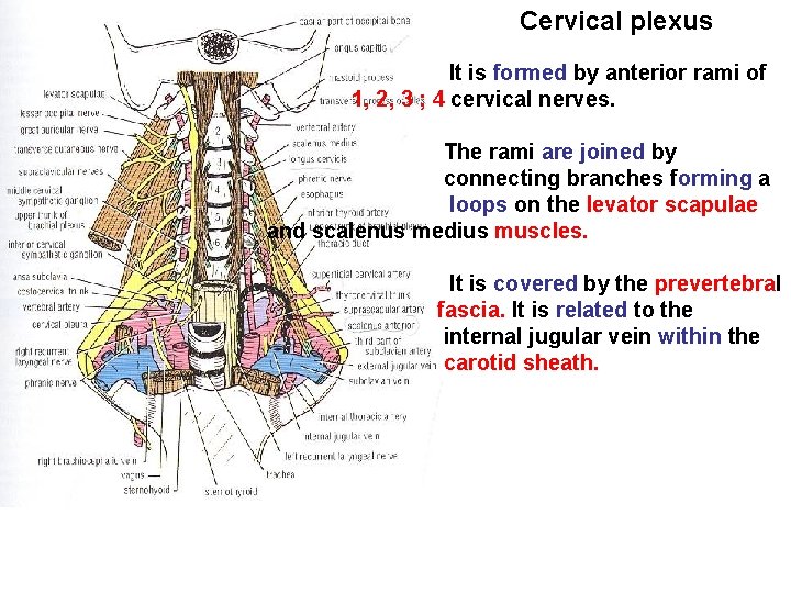 Cervical plexus It is formed by anterior rami of 1, 2, 3 ; 4 Cervical plexus It is formed by anterior rami of 1, 2, 3 ; 4