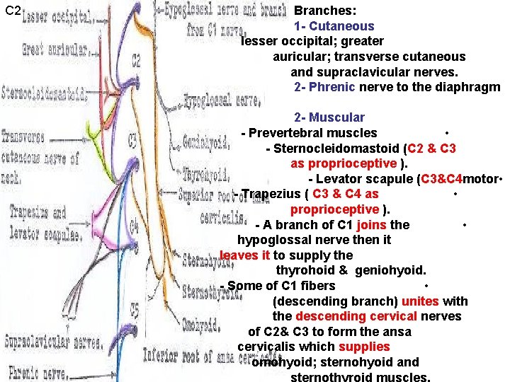 C 2 Branches: 1 - Cutaneous lesser occipital; greater auricular; transverse cutaneous and supraclavicular C 2 Branches: 1 - Cutaneous lesser occipital; greater auricular; transverse cutaneous and supraclavicular