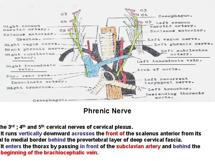 Phrenic Nerve the 3 rd ; 4 th and 5 th cervical nerves of Phrenic Nerve the 3 rd ; 4 th and 5 th cervical nerves of