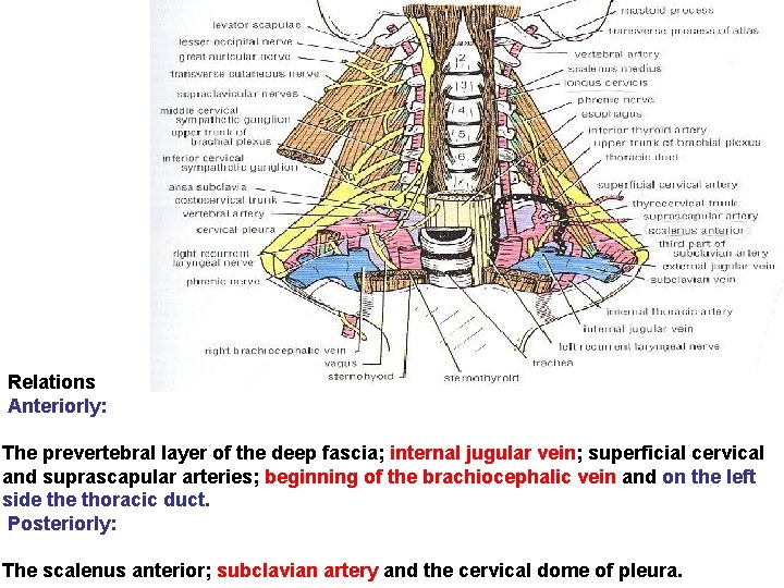 Relations Anteriorly: The prevertebral layer of the deep fascia; internal jugular vein; superficial cervical Relations Anteriorly: The prevertebral layer of the deep fascia; internal jugular vein; superficial cervical