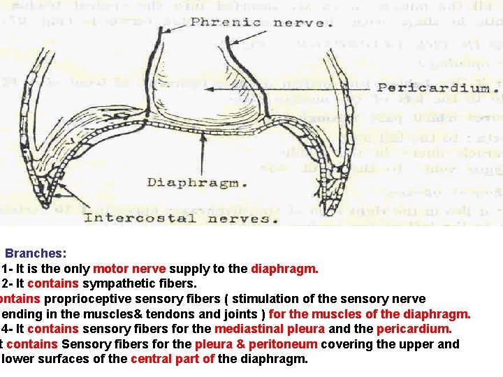 Branches: 1 - It is the only motor nerve supply to the diaphragm. 2 Branches: 1 - It is the only motor nerve supply to the diaphragm. 2