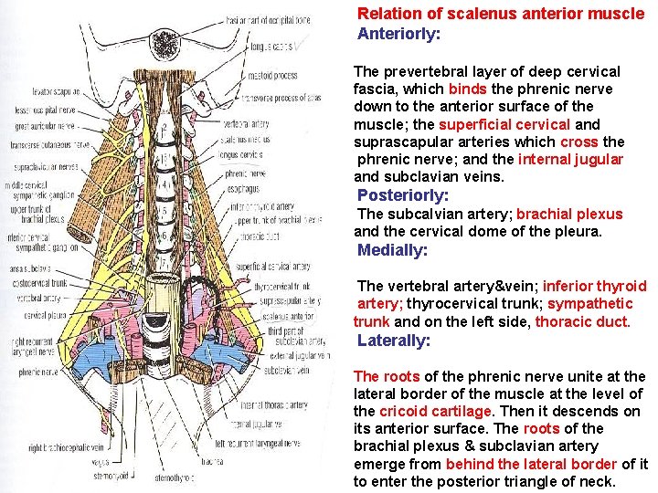 Relation of scalenus anterior muscle Anteriorly: The prevertebral layer of deep cervical fascia, which Relation of scalenus anterior muscle Anteriorly: The prevertebral layer of deep cervical fascia, which