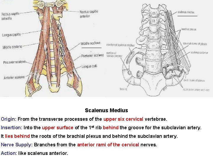 Scalenus Medius Origin: From the transverse processes of the upper six cervical vertebrae. Insertion: Scalenus Medius Origin: From the transverse processes of the upper six cervical vertebrae. Insertion: