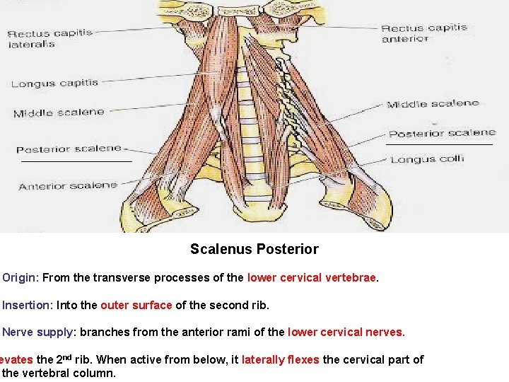 Scalenus Posterior Origin: From the transverse processes of the lower cervical vertebrae. Insertion: Into Scalenus Posterior Origin: From the transverse processes of the lower cervical vertebrae. Insertion: Into