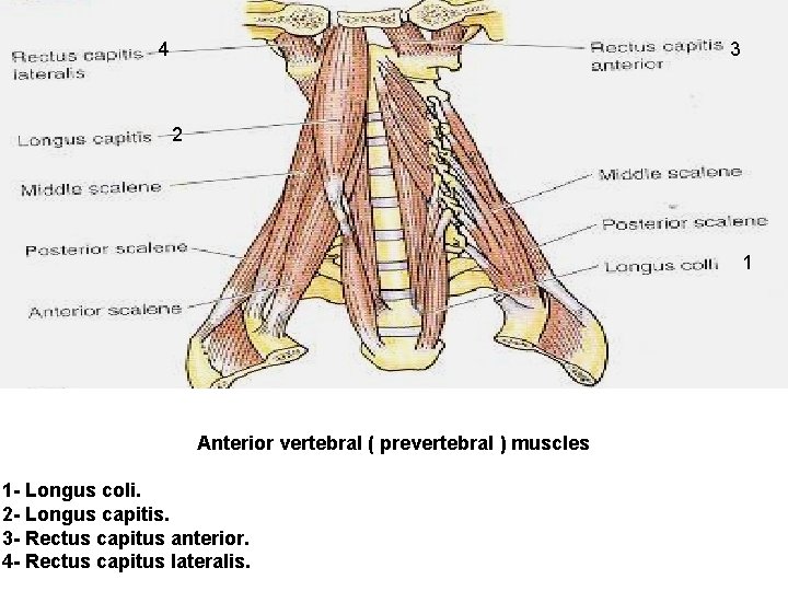 4 3 2 1 Anterior vertebral ( prevertebral ) muscles 1 - Longus coli. 4 3 2 1 Anterior vertebral ( prevertebral ) muscles 1 - Longus coli.