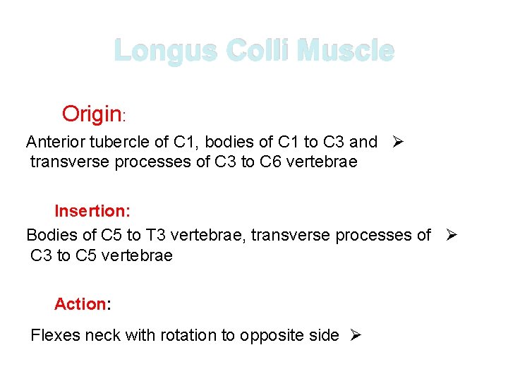 Longus Colli Muscle Origin: Anterior tubercle of C 1, bodies of C 1 to Longus Colli Muscle Origin: Anterior tubercle of C 1, bodies of C 1 to