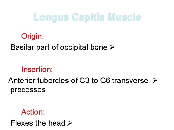 Longus Capitis Muscle Origin: Basilar part of occipital bone Ø Insertion: Anterior tubercles of Longus Capitis Muscle Origin: Basilar part of occipital bone Ø Insertion: Anterior tubercles of