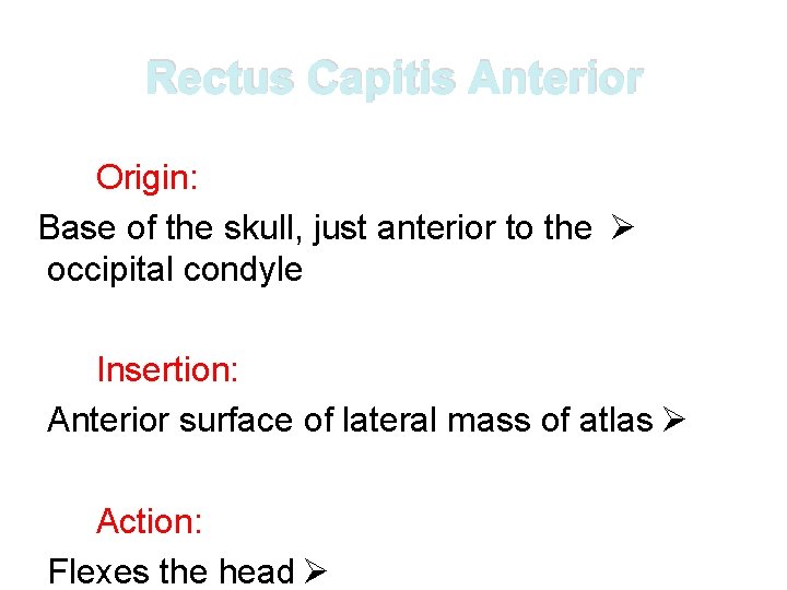 Rectus Capitis Anterior Origin: Base of the skull, just anterior to the Ø occipital Rectus Capitis Anterior Origin: Base of the skull, just anterior to the Ø occipital