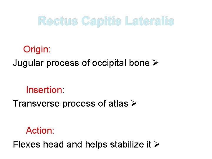 Rectus Capitis Lateralis Origin: Jugular process of occipital bone Ø Insertion: Transverse process of Rectus Capitis Lateralis Origin: Jugular process of occipital bone Ø Insertion: Transverse process of