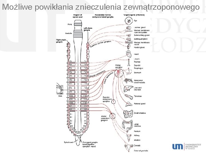 Możliwe powikłania znieczulenia zewnątrzoponowego 