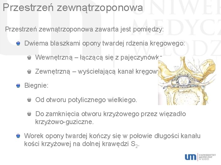 Przestrzeń zewnątrzoponowa zawarta jest pomiędzy: Dwiema blaszkami opony twardej rdzenia kręgowego: Wewnętrzną – łączącą