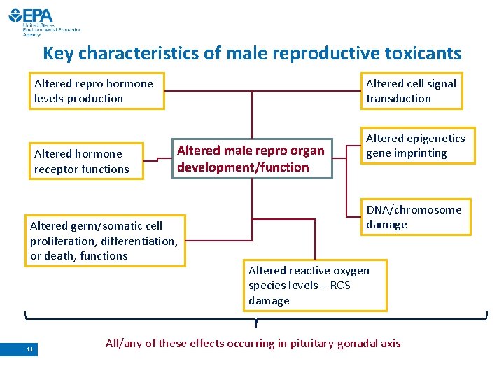 Key characteristics of male reproductive toxicants Altered repro hormone levels-production Altered hormone receptor functions