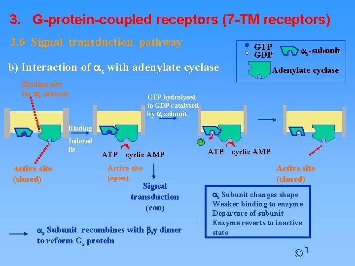 3. G-protein-coupled receptors (7 -TM receptors) 3. 6 Signal transduction pathway b) Interaction of