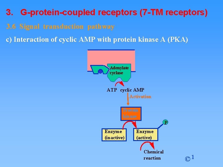 3. G-protein-coupled receptors (7 -TM receptors) 3. 6 Signal transduction pathway c) Interaction of