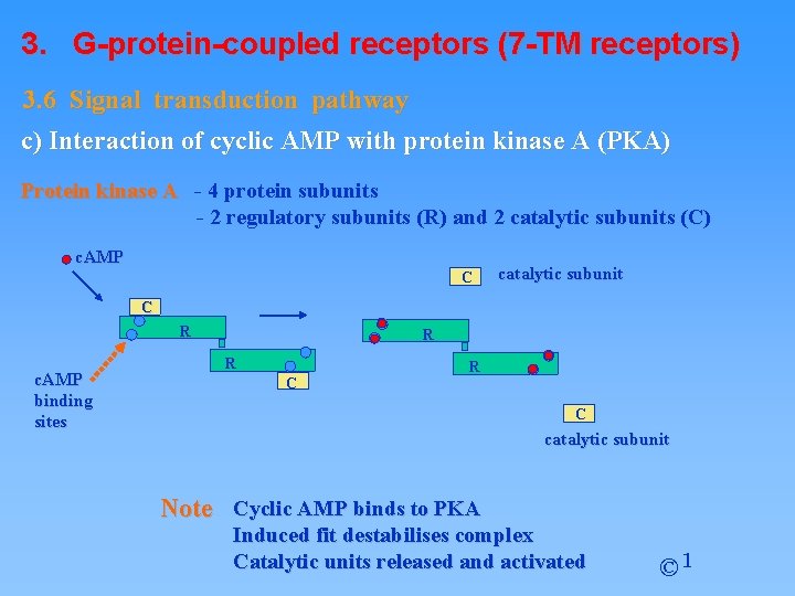 3. G-protein-coupled receptors (7 -TM receptors) 3. 6 Signal transduction pathway c) Interaction of