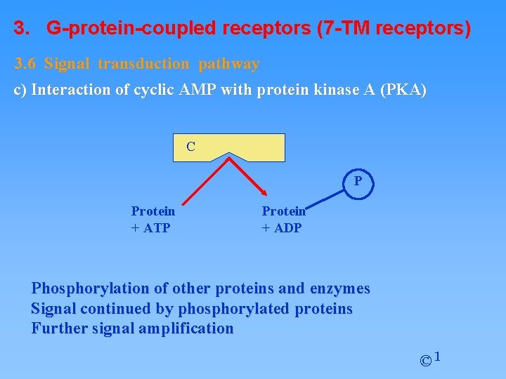 3. G-protein-coupled receptors (7 -TM receptors) 3. 6 Signal transduction pathway c) Interaction of