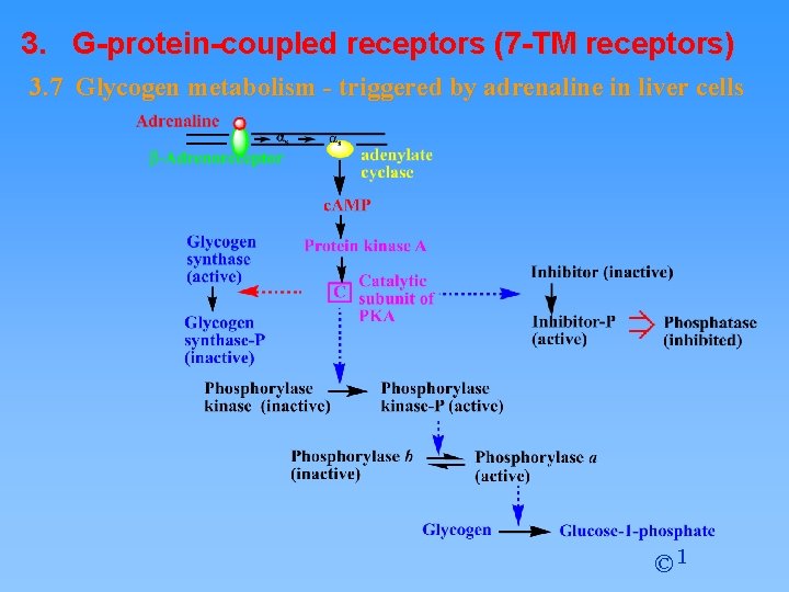 3. G-protein-coupled receptors (7 -TM receptors) 3. 7 Glycogen metabolism - triggered by adrenaline